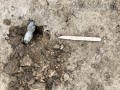 Bobcat Scat
