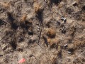 Bobcat Scat