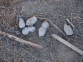 Bobcat Scat