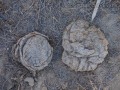 Cow Scat