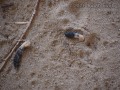 Giant Flicker Scats