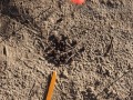 Rabbit Scat