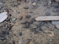 Woodrat Scat