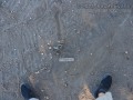 Bobcat Scat and Scrape