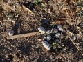 Bobcat Scat
