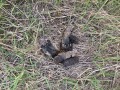 Dog Scat