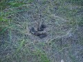 Dog Scat