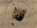 Horse Scat