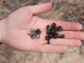 Adult and Juvenile Deer Scat