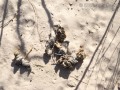 Coyote Scat