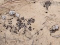 Deer and Hog Scat