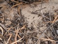 Dove Scat