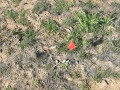 Bobcat Scat