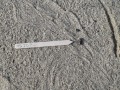 Lizard Scat