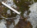 Woodrat Scat