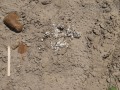 Otter Scat