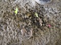 Bat Scat
