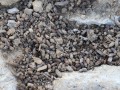 California Ground Squirrel Scat