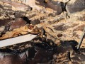 Lizard Scat
