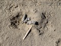Bobcat Scat and Scrape