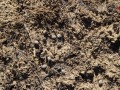 Cottontail Scat