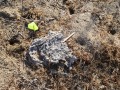 Cow Scat