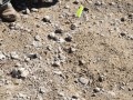 Horse Scat