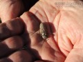 Toad Scat