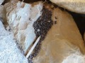Woodrat Scat