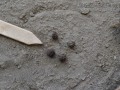 Caterpillar Frass