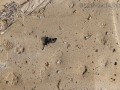 Coyote Scat