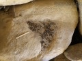 Woodrat Scat