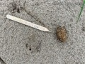 Beaver Scat