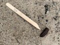 Nutria Scat