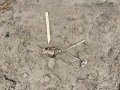 Otter Scat