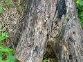 Swamp Rabbit Scat
