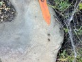 Cottontail scat