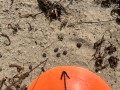 Cottontail Scat