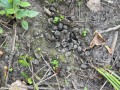 Deer Scat