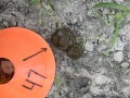 Deer scat