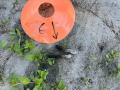 Goose Scat