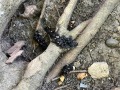 Raccoon Scat