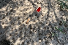 Ant Lion Traps