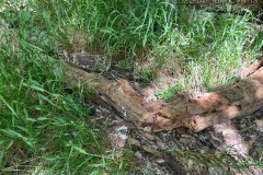 Owl Scat