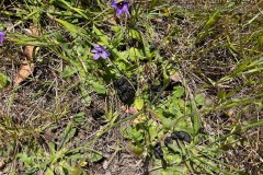 Deer Scat
