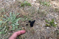 Gray Fox Scat