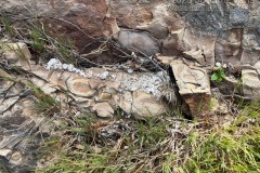 Otter Latrine