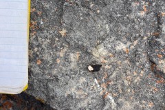 Quail Scat