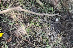 Raccoon Latrine