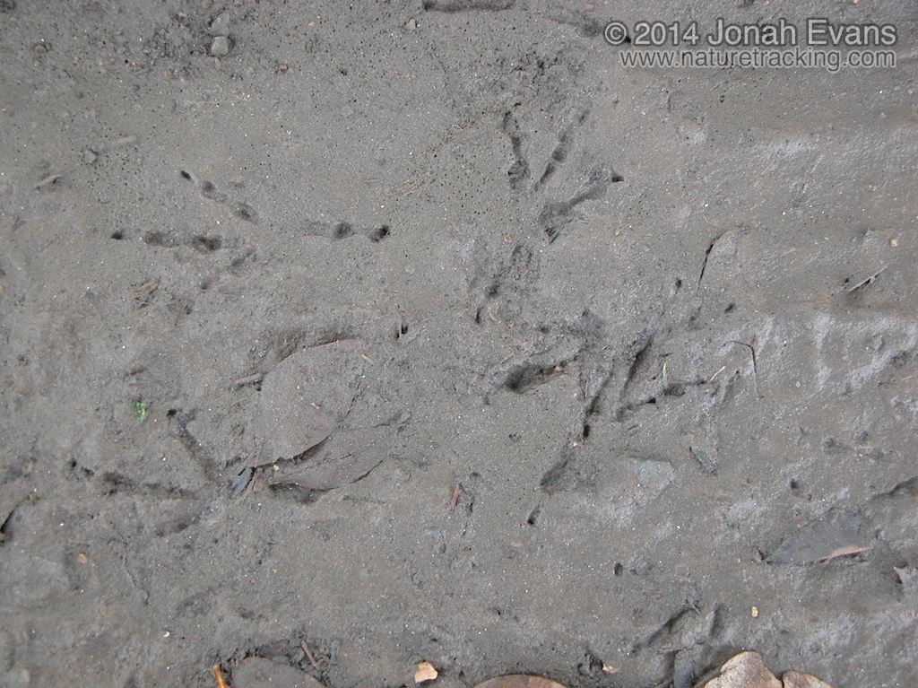 Bird Tracks and Sign – NatureTracking